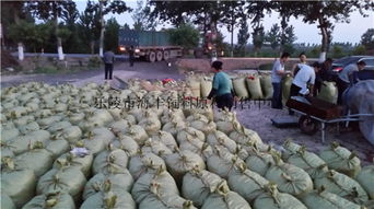 200噸飼料棗、爛棗、棗皮批發 樂陵市海豐飼料原料銷售中心價格優勢與產品實拍